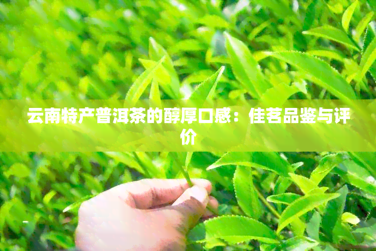 云南特产普洱茶的醇厚口感：佳茗品鉴与评价