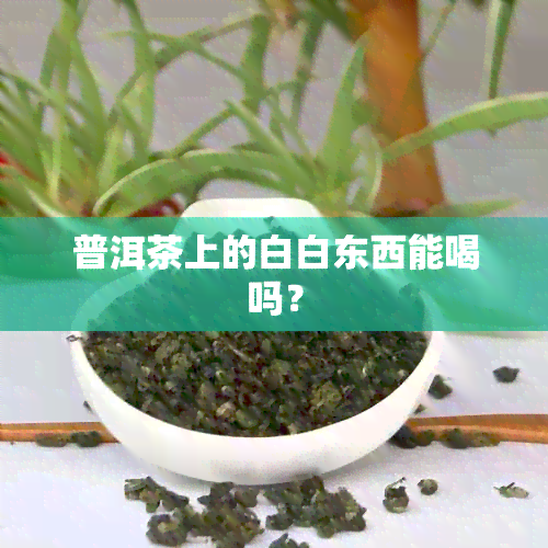 普洱茶上的白白东西能喝吗？