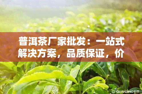 普洱茶厂家批发：一站式解决方案，品质保证，价格优，定制服务