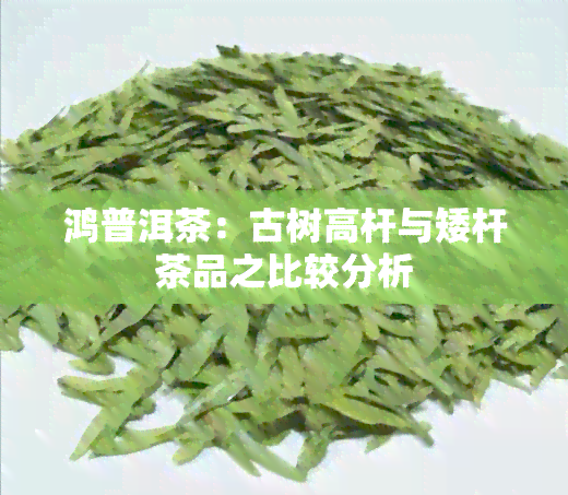 鸿普洱茶：古树高杆与矮杆茶品之比较分析