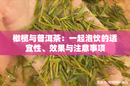 橄榄与普洱茶：一起泡饮的适宜性、效果与注意事项