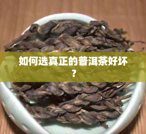 如何选真正的普洱茶好坏？