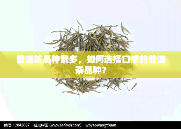 普洱茶品种繁多，如何选择口感的普洱茶品种？