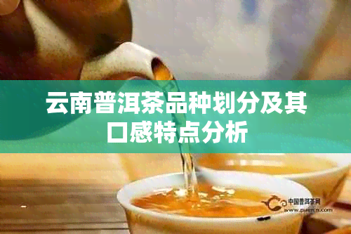 云南普洱茶品种划分及其口感特点分析