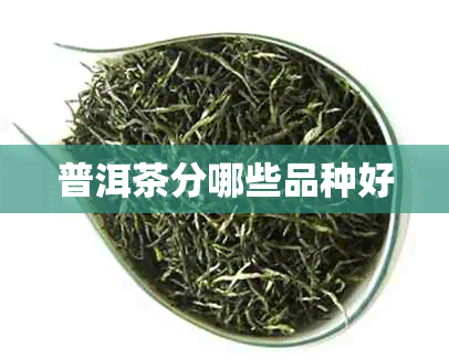 普洱茶分哪些品种好