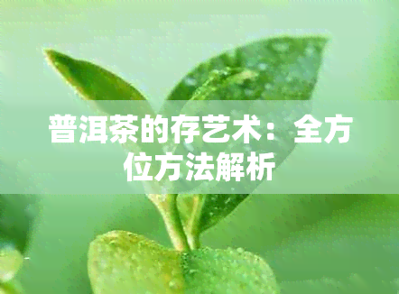 普洱茶的存艺术：全方位方法解析