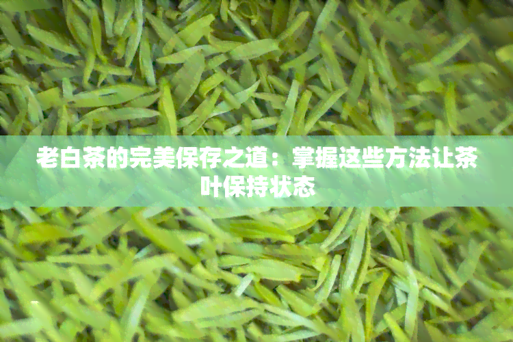 老白茶的完美保存之道：掌握这些方法让茶叶保持状态