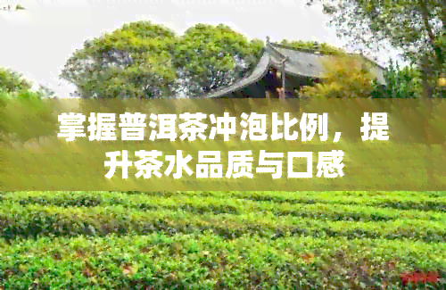 掌握普洱茶冲泡比例，提升茶水品质与口感