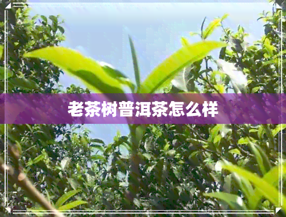 老茶树普洱茶怎么样