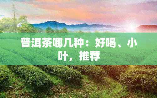 普洱茶哪几种：好喝、小叶，推荐