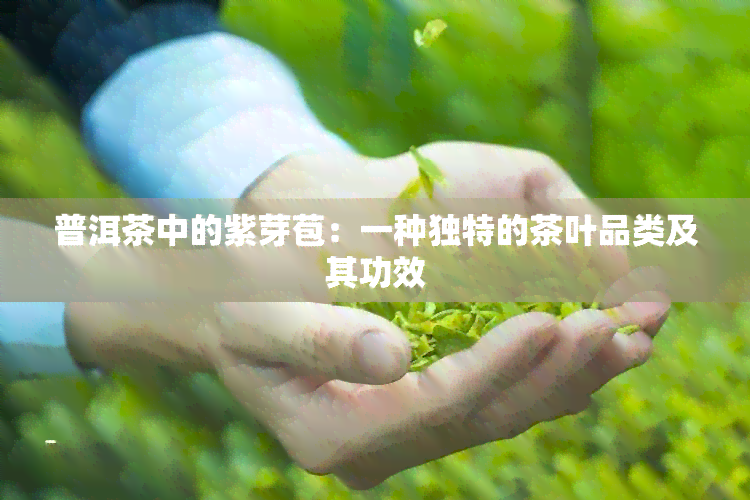 普洱茶中的紫芽苞：一种独特的茶叶品类及其功效