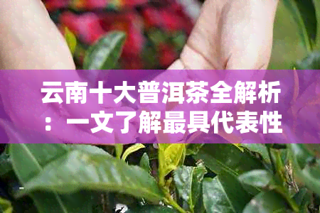 云南十大普洱茶全解析：一文了解更具代表性的普洱茶及其特点