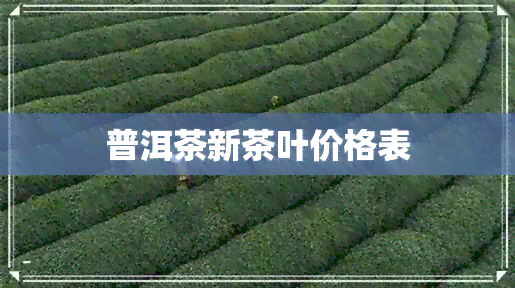 普洱茶新茶叶价格表