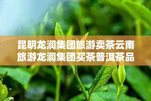 昆明龙润集团旅游卖茶云南旅游龙润集团买茶普洱茶品质好吗？