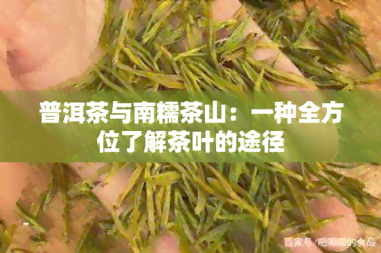 普洱茶与南糯茶山：一种全方位了解茶叶的途径