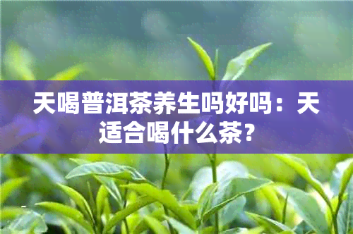 天喝普洱茶养生吗好吗：天适合喝什么茶？