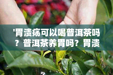 '胃溃疡可以喝普洱茶吗？普洱茶养胃吗？胃溃疡患者适合喝什么茶？'