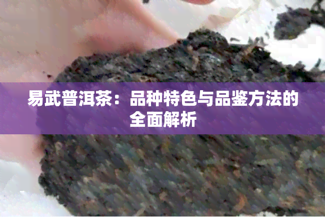 易武普洱茶：品种特色与品鉴方法的全面解析