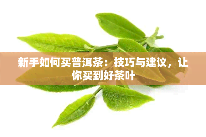 新手如何买普洱茶：技巧与建议，让你买到好茶叶