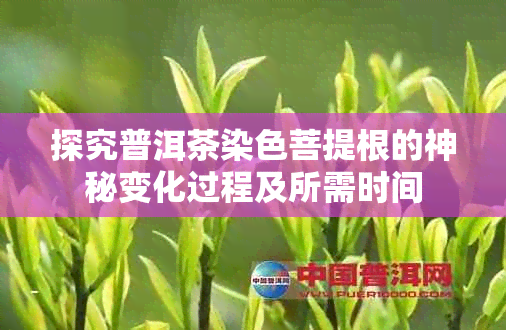 探究普洱茶染色菩提根的神秘变化过程及所需时间