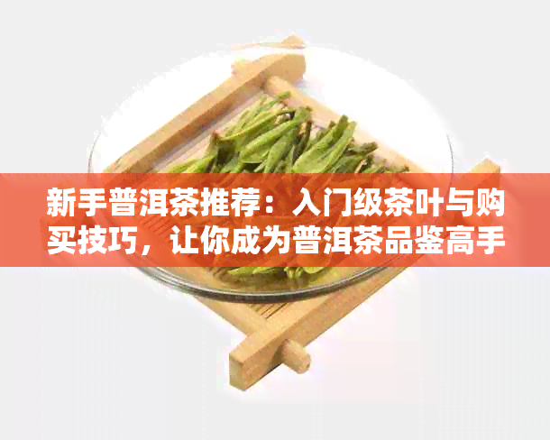 新手普洱茶推荐：入门级茶叶与购买技巧，让你成为普洱茶品鉴高手！