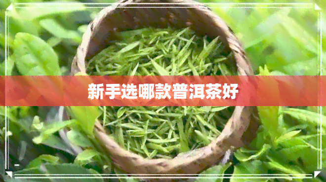 新手选哪款普洱茶好