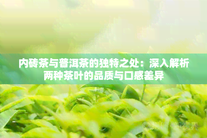 内砖茶与普洱茶的独特之处：深入解析两种茶叶的品质与口感差异