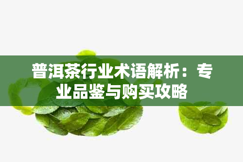 普洱茶行业术语解析：专业品鉴与购买攻略