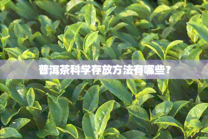 普洱茶科学存放方法有哪些？