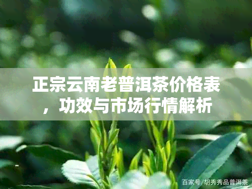 正宗云南老普洱茶价格表，功效与市场行情解析