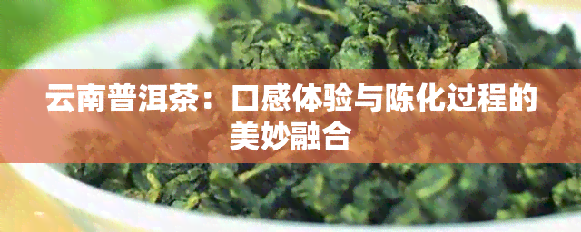 云南普洱茶：口感体验与陈化过程的美妙融合