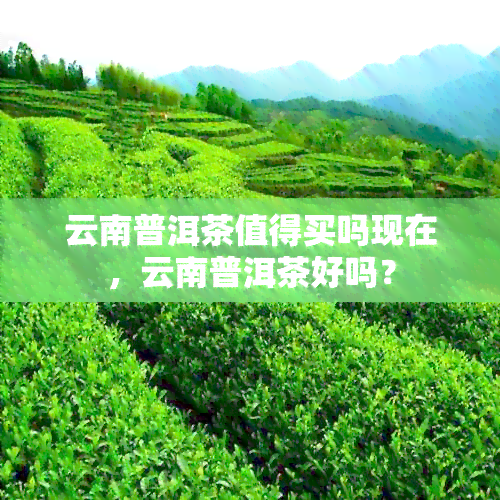 云南普洱茶值得买吗现在，云南普洱茶好吗？