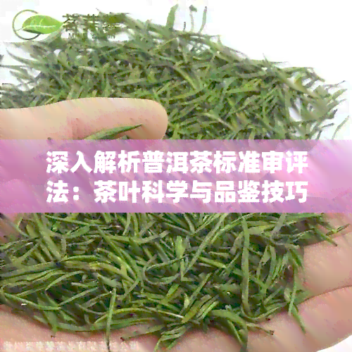 深入解析普洱茶标准审评法：茶叶科学与品鉴技巧的完美结合