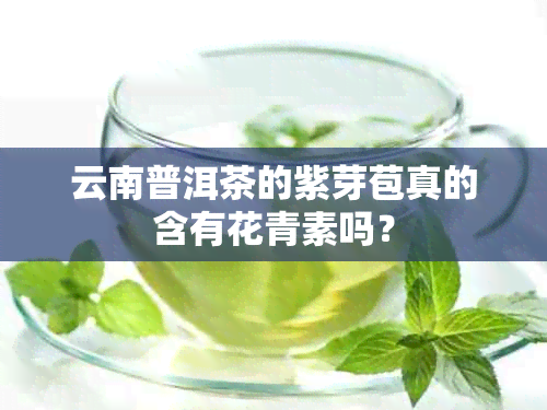 云南普洱茶的紫芽苞真的含有花青素吗？