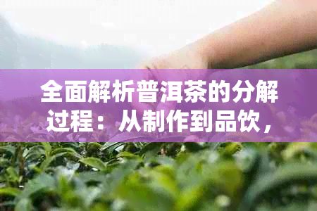 全面解析普洱茶的分解过程：从制作到品饮，了解普洱茶的每一个环节