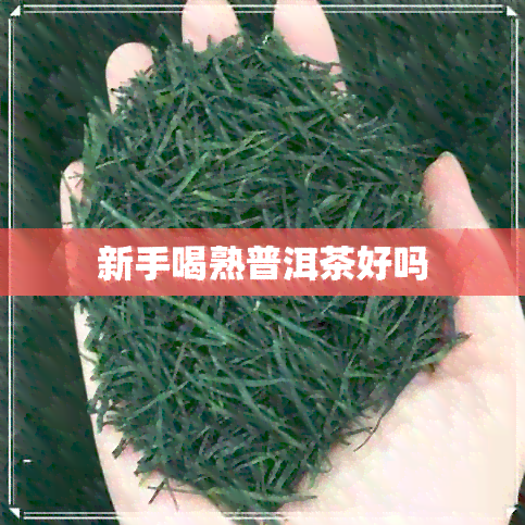 新手喝熟普洱茶好吗