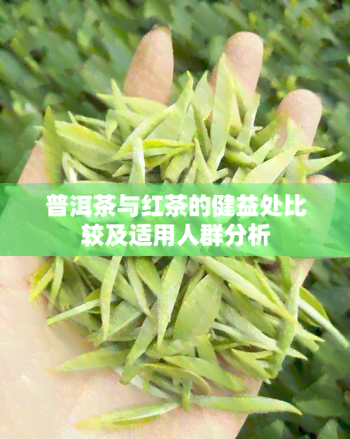 普洱茶与红茶的健益处比较及适用人群分析