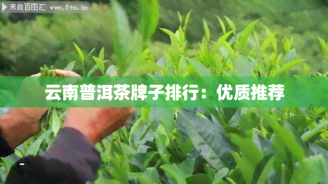 云南普洱茶牌子排行：优质推荐