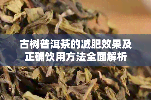 古树普洱茶的减肥效果及正确饮用方法全面解析