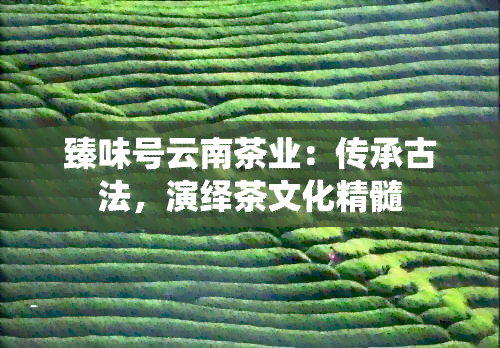 臻味号云南茶业：传承古法，演绎茶文化精髓