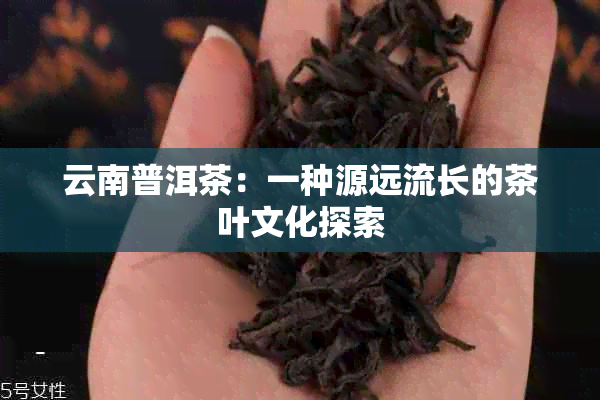 云南普洱茶：一种源远流长的茶叶文化探索