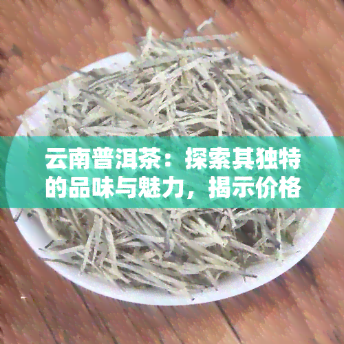 云南普洱茶：探索其独特的品味与魅力，揭示价格背后的奥秘