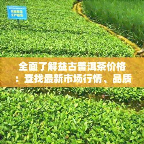 全面了解益古普洱茶价格：查找最新市场行情、品质等级与投资分析