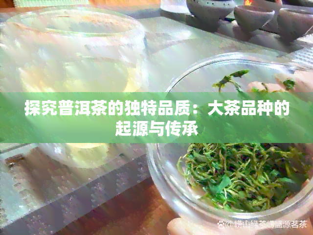 探究普洱茶的独特品质：大茶品种的起源与传承