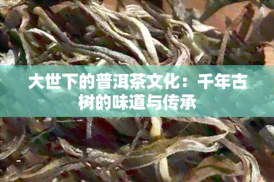 大世下的普洱茶文化：千年古树的味道与传承