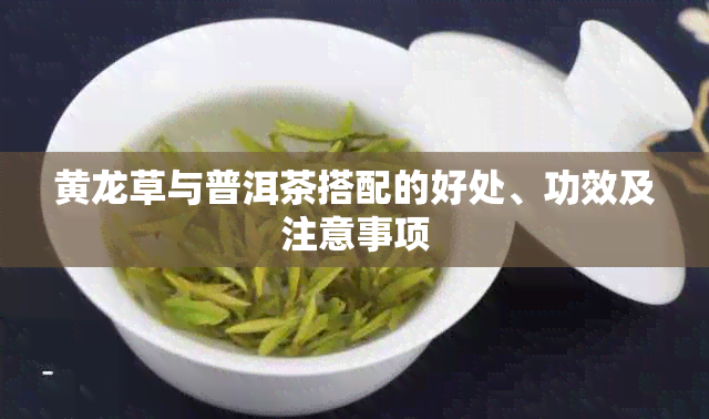 黄龙草与普洱茶搭配的好处、功效及注意事项