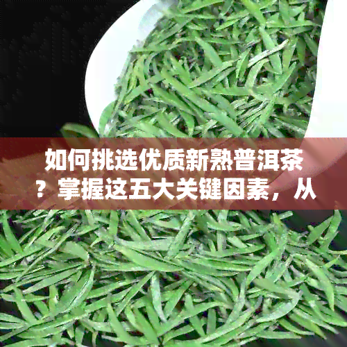 如何挑选优质新熟普洱茶？掌握这五大关键因素，从此不再迷茫