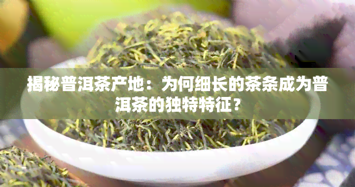 揭秘普洱茶产地：为何细长的茶条成为普洱茶的独特特征？