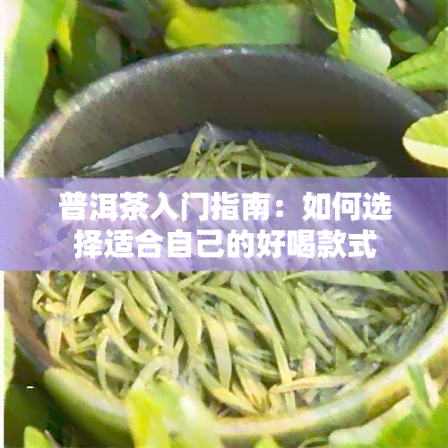 普洱茶入门指南：如何选择适合自己的好喝款式