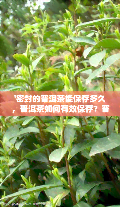 '密封的普洱茶能保存多久，普洱茶如何有效保存？普洱茶存放方式探讨。'